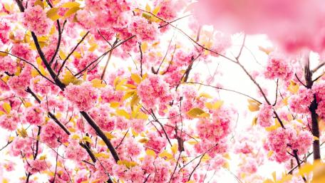 Cherry Blossom Dreams in 5K Clarity wallpaper