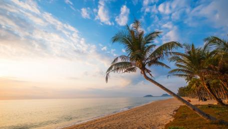 Tropical Serenity by the Shoreline wallpaper