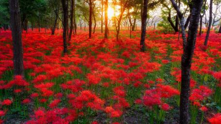 Enchanted Forest of Red Blossoms wallpaper