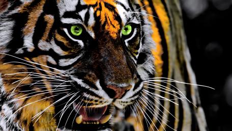 Majestic Tiger with Striking Green Eyes wallpaper