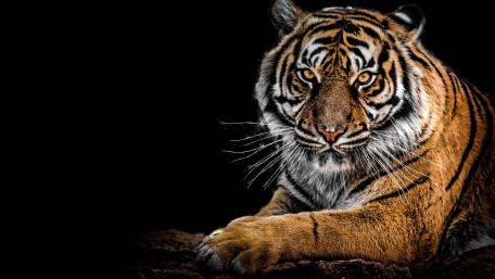 Majestic Tiger in High Definition wallpaper