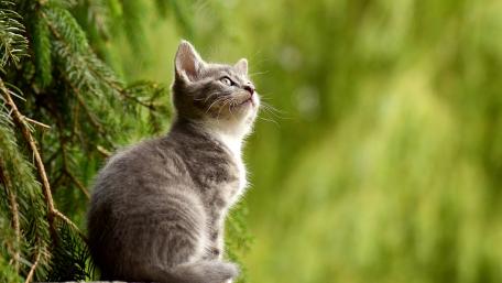 Whiskers and Wonder in Nature wallpaper