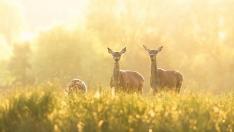 Gentle Deer in Golden Glade Light wallpaper