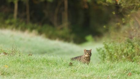 Captivating Cat in Serene Grassland Scene wallpaper