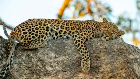 Majestic Cheetah Resting in Serenity wallpaper
