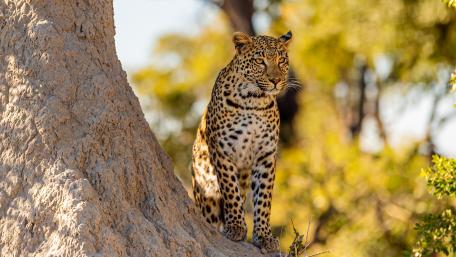 Majestic Leopard in Autumn Breeze wallpaper