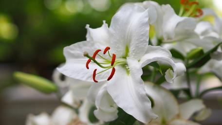 Elegant White Lily Close-Up in Bloom wallpaper