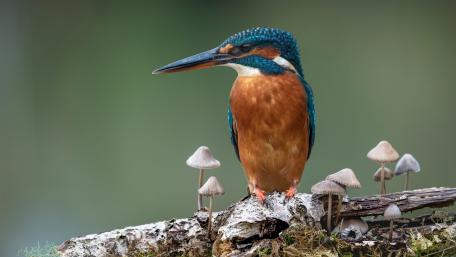 Elegant Kingfisher Among Mushrooms in Nature Scene wallpaper