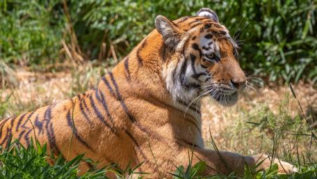 Majestic Tiger Lurking in the Wild Grassland wallpaper