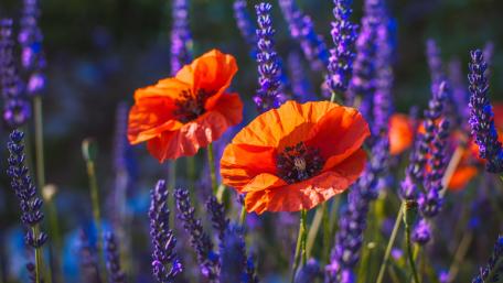 Blooming Symphony of Poppies and Lavenders in Summer wallpaper