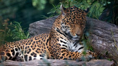 Jaguar in Serene Slumber wallpaper