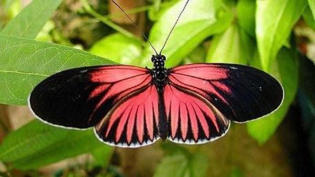 Vivid Butterfly on Green Leaves wallpaper