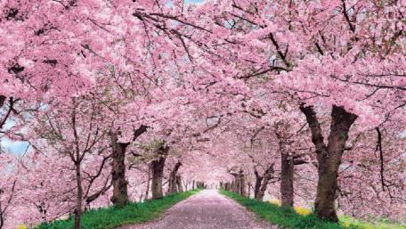 Hanami wallpaper