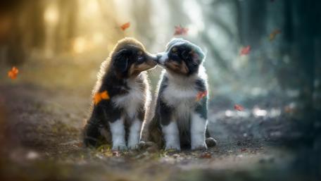 Australian Shepherd puppies wallpaper