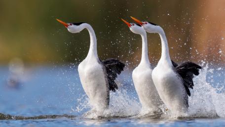 Grebe wallpaper