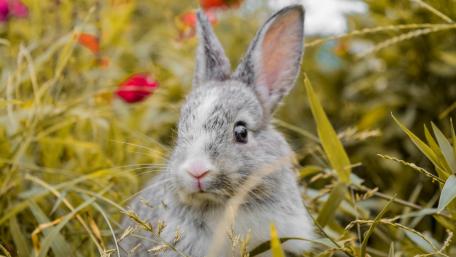 Rabbit in the grass wallpaper