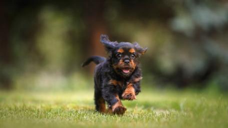 Running Spaniel puppy wallpaper