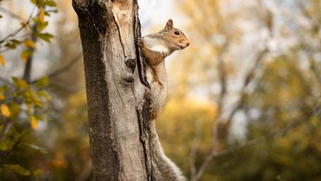 Squirrel in Autumn Bliss wallpaper