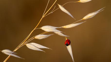 Delicate Ladybug on Golden Grass wallpaper