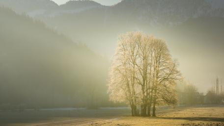 tree wallpaper