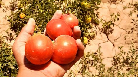 Tomatoes in Hand wallpaper