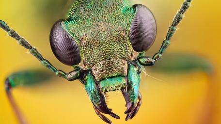 Bustling Beetle in Stunning Macro Detail wallpaper