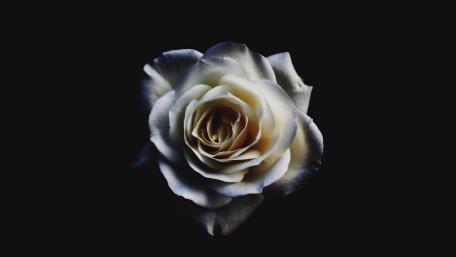 Black And White Rose wallpaper