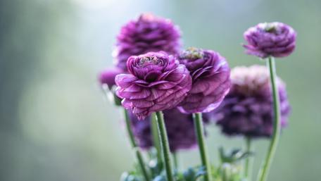 Elegant Purple Ranunculus Blooms in Soft Light wallpaper