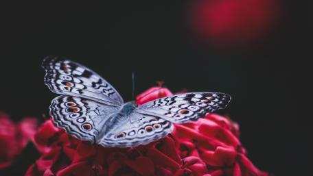 Grey pansy butterfly wallpaper