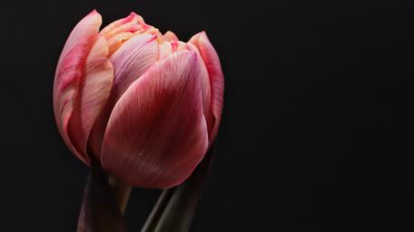 Elegant Tulip Blossom on Dark Background wallpaper