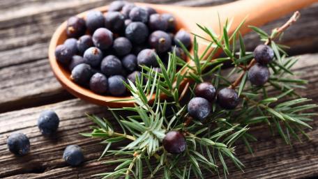 Juniper Berries wallpaper