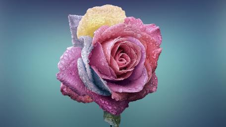 Rainbow Rose with Dewy Petals wallpaper