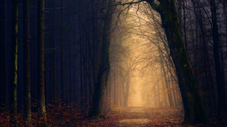 Mystical Path Through Enchanted Woods wallpaper