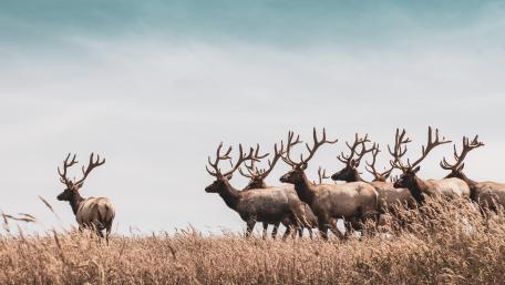 Majestic Herd of Antlered Deer Walking Together wallpaper
