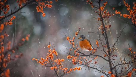 American robin wallpaper