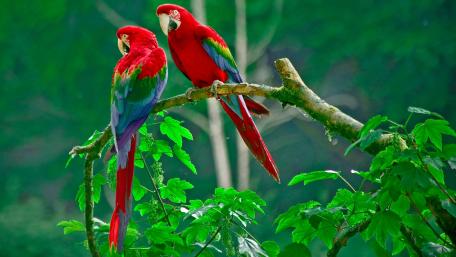 Vibrant Parrots Perched on a Branch wallpaper