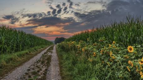 Golden Sunset Over Cornfields and Sunflowers wallpaper