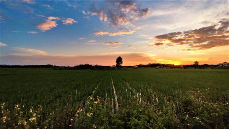 Field at sunset wallpaper