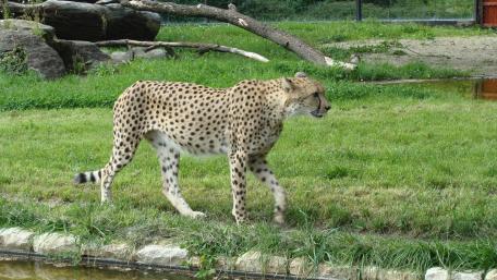 Graceful Cheetah Striding Through the Grassland wallpaper