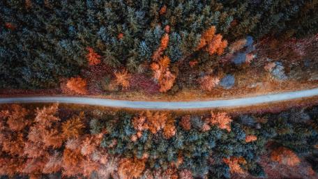 Autumn Road Through Lush Forests wallpaper