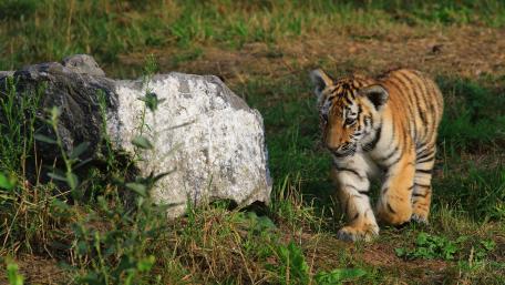 Playful Tiger Cub in Nature Scene wallpaper