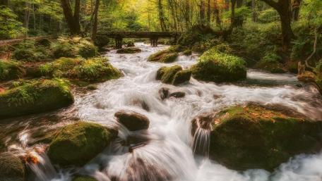Enchanting Forest Stream in Oirase Gorge Japan wallpaper