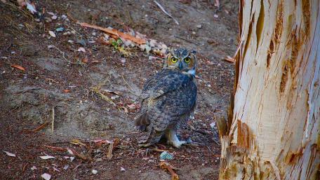 Great Horned Owl wallpaper