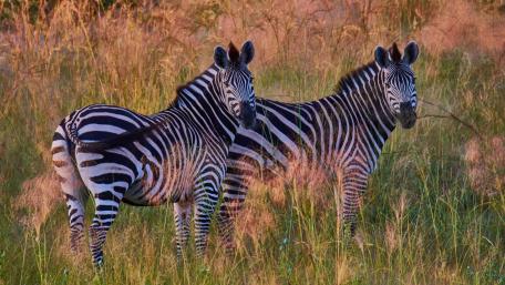 Zebras Grazing in Golden Grassland Light wallpaper