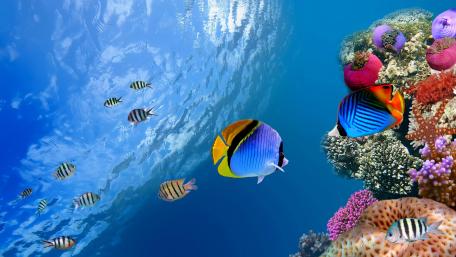 Vibrant Underwater Coral Reef with Tropical Fish wallpaper