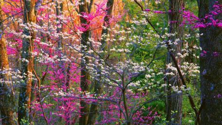 Spring forest wallpaper