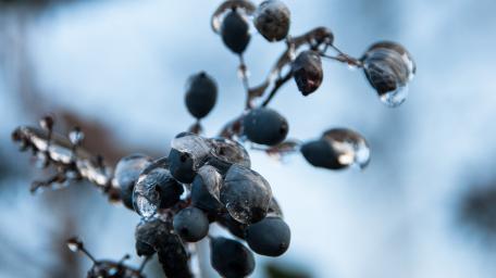Frosted Berries Glistening in Ice wallpaper