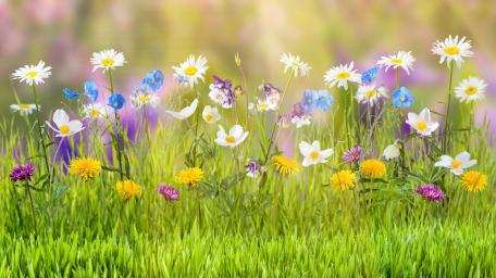 Springtime Wildflower Meadow wallpaper
