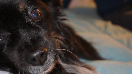 Close-Up of a Charming Black Dog's Face in 4K Quality wallpaper