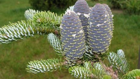 Captivating Evergreen Beauty with Pine Cones wallpaper